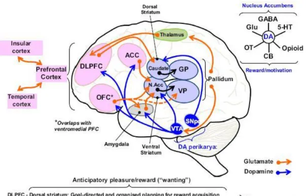 Figure 5 : Représentation schématique des circuits cérébraux impliqués dans les symptômes  négatifs, en particulier dans l’anhédonie anticipatoire (Millan, 2014) 