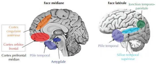 Figure 7 : Bases anatomiques de la théorie de l’esprit (Duval et al., 2011) 