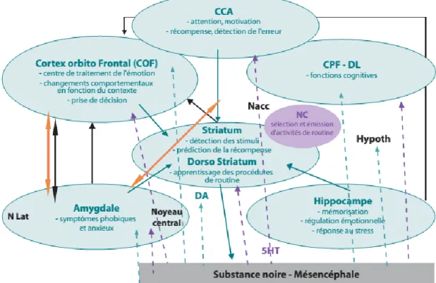 Figure 13 : Structures anatomiques impliquées dans la dépression (Millet, 2007) NAcc : noyau  accumbens ; 5HT : sérotonine ; DA : dopamine ; Hypoth : hypothalamus ; NC : noyau caudé