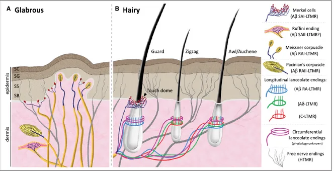 Figure 1.1 Illustration of the different types of Mechanoreceptors contained within the skin