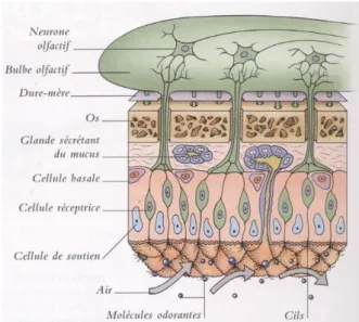 Figure 9: L’épithélium olfactif, http://tpeclat.free.fr/le%20fonctionnement%20de%20l'odorat.htm 