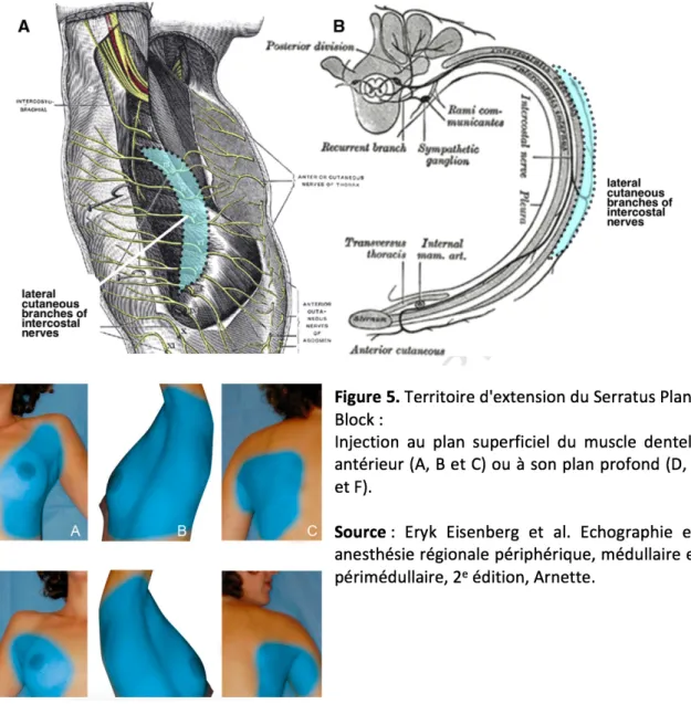 Figure 4 : Innervation thoracique par les nerfs intercostaux  Schéma: Henry Gray, Anatomy of the Human Body, 1918 