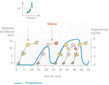 Figure 7. Représentation du cycle oestral de la vache avec le moment du pic de LH (en vert) et la courbe de progestéronémie (en bleu)