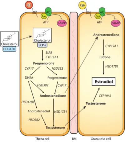 Figure 8. Représentation des étapes de la stéroïdogenèse dans les cellules de la thèque (gauche) et les cellules de la granulosa (droite)