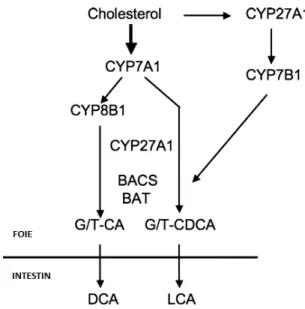 Figure 9. Schéma représentant la synthèse des acides biliaires à partir du cholestérol et montrant les deux principales voies de  synthèses soit la voie classique impliquant CYP7A1 (gauche) ou la voie alternative avec CYP27A1 et CYP7B1 (droite)