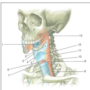 Figure 2 - Vue globale du larynx - Fiches d'anatomie  de GRAY'S, p.281 