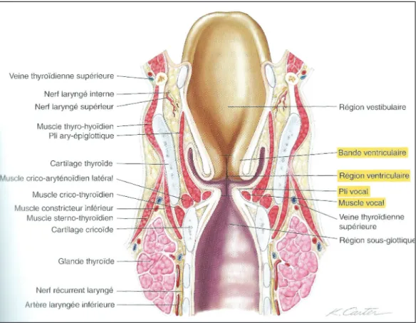 Figure 5 - Coupe coronale du larynx - D'après L'anatomie en Orthophonie, MCFARLAND.D-H, p 87 