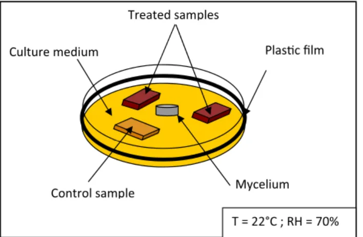 Fig. 2 Screening decay resistance tests according to Bravery and Dickinson (1979) (with some adjustments in size, number of samples and incubation duration)