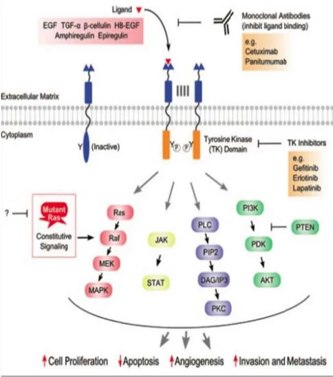 Figure 2 : Voies de signalisation cellulaires activées par EGFR et conséquence de son inhibition  par Cranmer et al