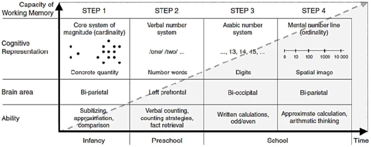 Figure 2 Modèle développemental de l’acquisition numérique (Von Aster &amp; Shalev, 2007) 