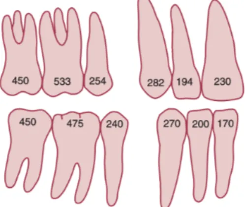 Figure 5 : Valeurs d'ancrage des dents proposées par Proffit, d’après Freeman 