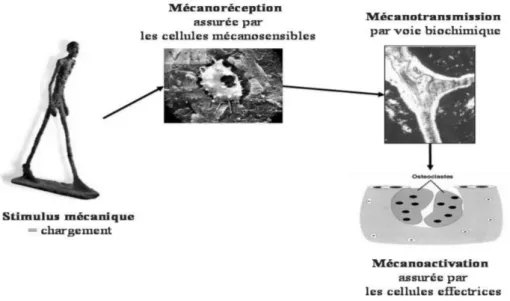 Figure 7 : Chaîne simplifiée de la mécanotransduction du remodelage osseux 