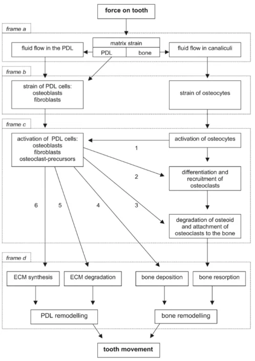 Figure 10 : Modèle théorique mécanobiologique du déplacement dentaire, décrivant quatre étapes  dans son induction 