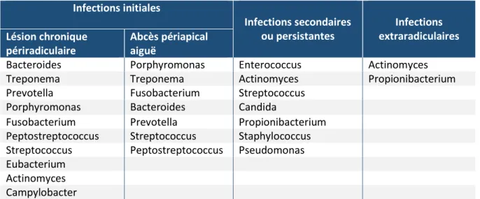Tableau 1 : Composition de la flore endocanalaire en fonction de la pathologie périapicale   Infections initiales  Infections secondaires  ou persistantes  Infections  extraradiculaires  Lésion chronique  périradiculaire  Abcès périapical aiguë 