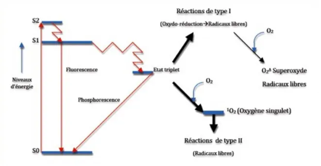 Figure 2 : Diagramme de Jablonski 