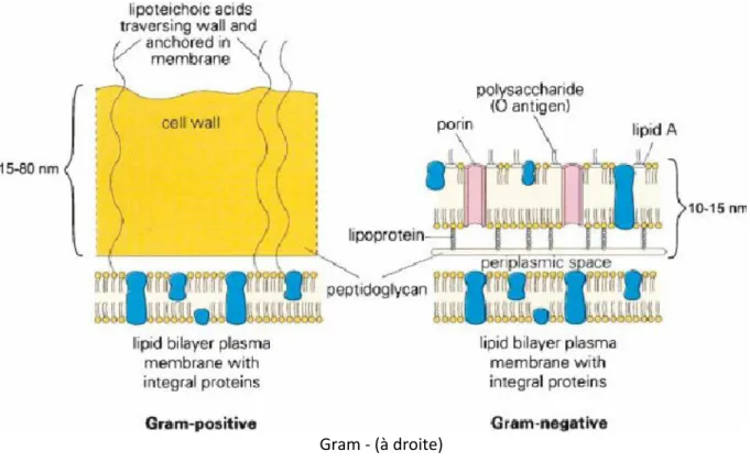 Figure 3 : Composition des membranes cellulaires des bactéries Gram + (à gauche) et des bactéries 
