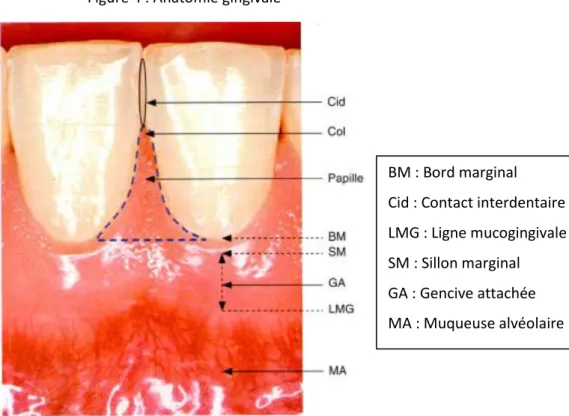 Figure 4 : Anatomie gingivale 