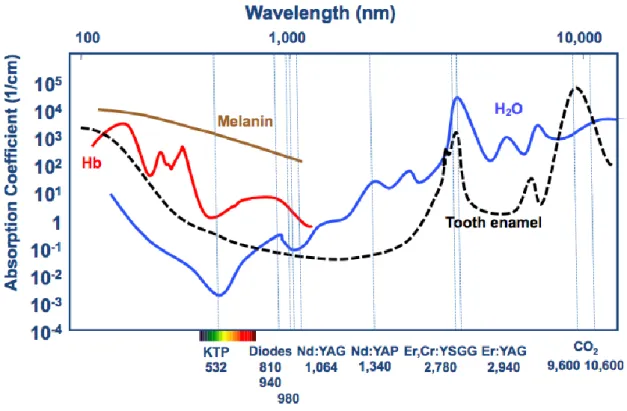 Figure 4 : Courbes des coefficients d'absorption des principaux chromophores en fonction de la  longueur d'onde