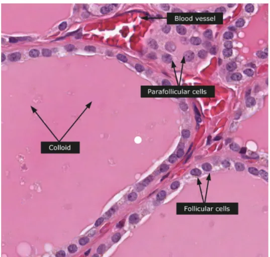 Figure 3 : Coupe histologique de la glande thyroïde  D’après hystology-world.com 