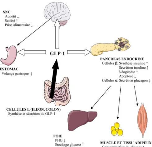 Figure 3 : Actions physiologiques du GLP1, d’après Les Incrétines, JF Gautier et SP  Choukem, 2008