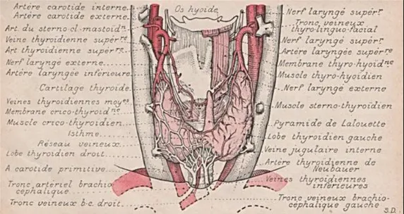 Figure 1 : Corps thyroïde et ses vaisseaux *   