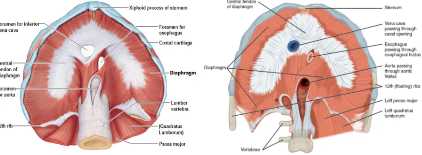Figure 4. Schéma anatomique du diaphragme et de ses rapports. 