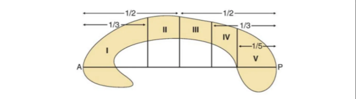 Figure 1.4 Modèle de Hofer et Frahm. Reproduite et adaptée avec                                   l’autorisation d’Elsevier (Hofer et Frahm, 2006, p