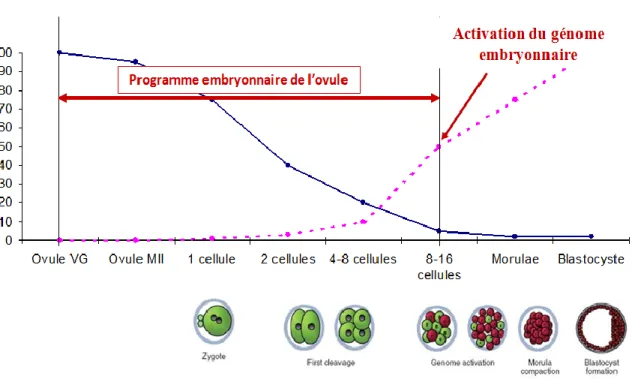 Figure  1.  Quantification  relative  et  origine  des  ARNm  d’un  embryon.  Les  ARNm  maternels  (bleu)  diminuent  progressivement  avant  l’activation  du  génome  embryonnaire,  moment à partir duquel les ARNm embryonnaires (rose) croissent rapidemen