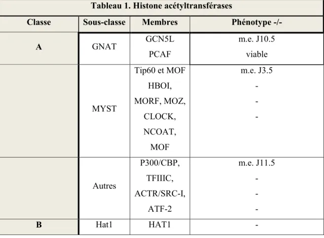 Tableau  1.  Les  membres  des  différentes  classes  de  HAT    chez  les  mammifères  et  le  phénotype associé à la déplétion homozygote du gène