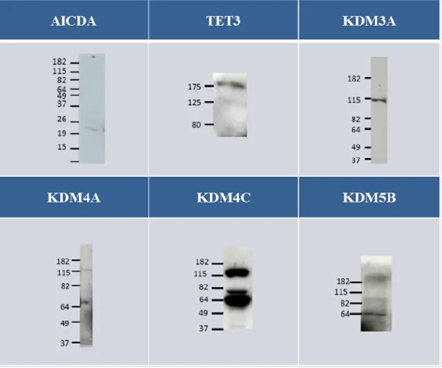 Figure  1  Immunoblot  of  AICDA,  Tet3,  KDM3A,  KDM4A  KDM4C  and  KDM5B  performed on 25 bovine oocytes, 50 bovine oocytes, 10 µg of bovine ovary lysate, 10 µg of  bovine  oviduct  lysate,  10  µg  of  bovine  ovary  lysate  and  15  µg  of  HepG2  lysa