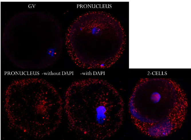 Figure 4 Immunofluorescence of 5hmC (red) and DNA (blue) at different embryo stages.   