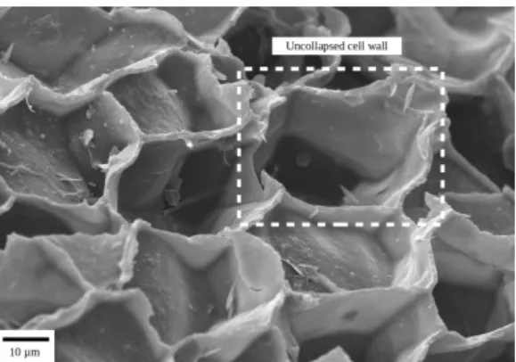 Figure 9. Fracture surface and profile observed with a SEM of multiscale foams after mode I fracture tests.