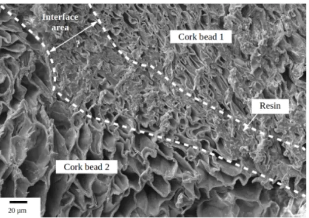 Figure 3. SEM pictures of the interphases in cork-based com- com-posites.