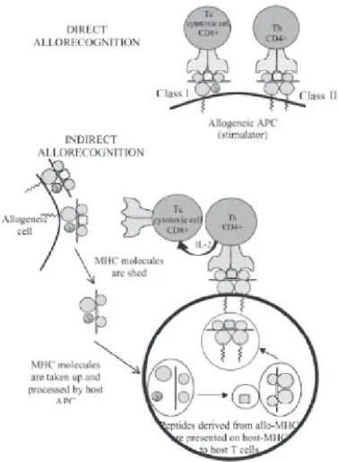 Figure 2. Voies d’allo-reconnaissance directe et indirecte  39