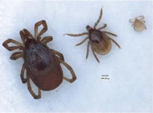 Figure 1:Les trois stases de la tique dure Ixodes ricinus (de gauche à droite : femelle, nymphe et  larve) (Couturier &amp; Valk, 2018) 