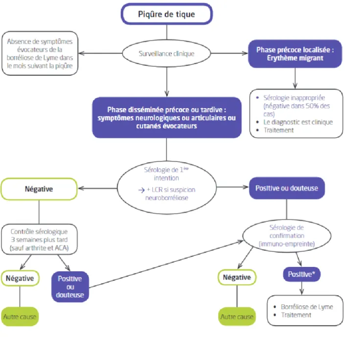 Figure 6 : Algorithme diagnostique décisionnel en cas de suspicion de borréliose de Lyme (DGS,  2015) 