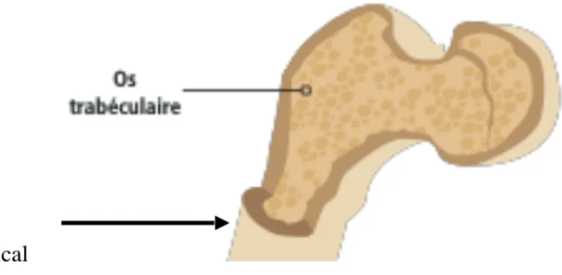 Figure 1: structure de l’os