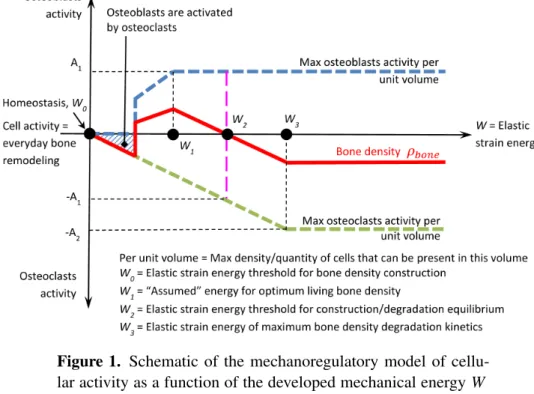 Figure 1. Schematic of the mechanoregulatory model of cellu- cellu-lar activity as a function of the developed mechanical energy W within the structure