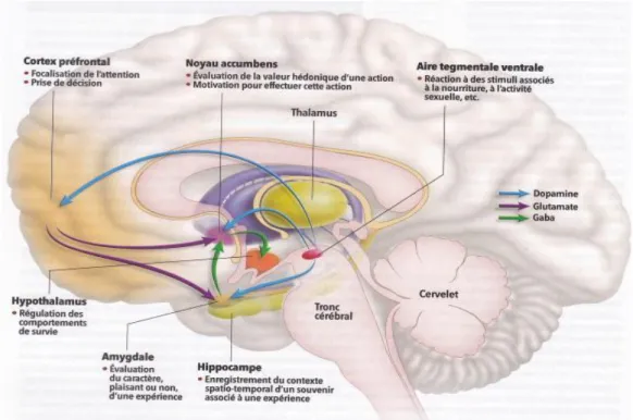 Figure 1 : Circuits neuronaux impliqués dans le processus addictif. 