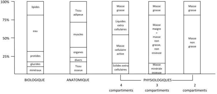 Figure 17. Modèles de composition corporelle 