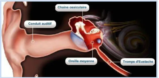 Figure 1: Anatomie du système auditif (a) 