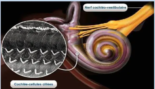Figure 2: Anatomie de l’oreille interne (b) 
