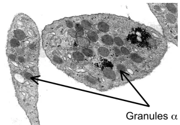 Figure 7 : Vue par microscopie électronique standard des plaquettes et de leur contenu en granules 