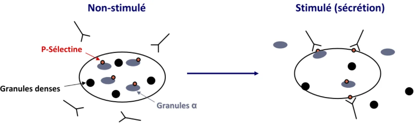 Figure  11 :  Exemple  de  marquage  de  la  P-sélectine  par  des  anticorps  fluorescents,  avant  et  après  stimulation (39) 