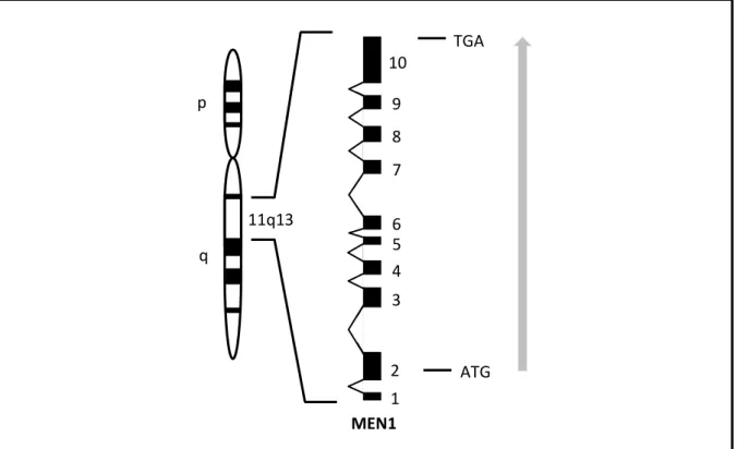 Figure 1 : représentation schématique de la position chromosomique et de l’organisation  génomique du gène MEN1 (adapté de Guo et al