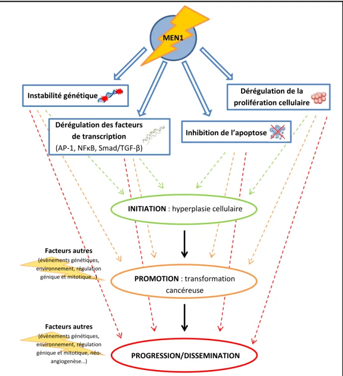 Figure  2  :  principes  physiopathologiques  théoriques  de  la  tumorogenèse  en  cas  de  mutation de MEN1