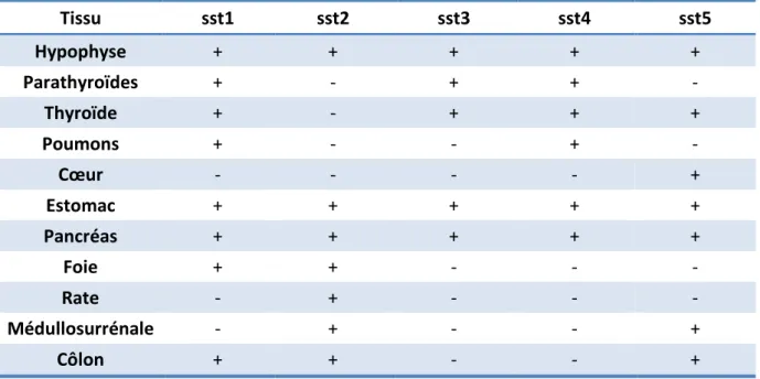 Tableau 5 : profil d’expression des récepteurs de la somatostatine dans les tissus humains  sains (73–75)  Tissu  sst1  sst2  sst3  sst4  sst5  Hypophyse  +  +  +  +  +  Parathyroïdes  +  -  +  +  -  Thyroïde  +  -  +  +  +  Poumons  +  -  -  +  -  Cœur  -