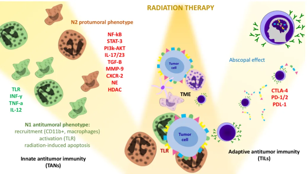 FIGURE 3 : Interactions : radiothérapie et l'immunité antitumorale  TANs : neutrophiles associés aux tumeurs ; TILs : lymphocytes infiltrant les tumeurs 