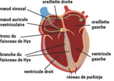 Figure 1 : Anatomie cardiaque 