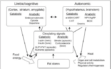 Figure 1: Overview of the regulation of energy balance presenting the main brain regions and  chemical mediators involved in the control of food intake and energy expenditure (from  Richard and Timofeeva 2010)
